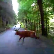 Paroháč je v pořádku, cyklista je na tom hůř