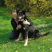 Ženu se psem na vodítku napadl a pokousal leonberger