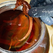 Ve večerce objevili celníci chráněné mořské koníky