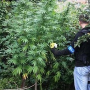 Pěstovali a distribuovali drogy na Borsku