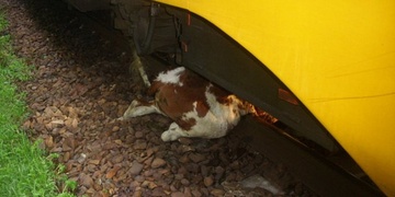 Vlak srazil a usmrtil krávu