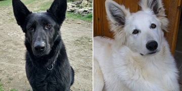 Romeo a Julie aneb Ozzy a Rona - prosíme o vaši pomoc!