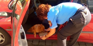 19letá řidička nechala grilovat psa v autě na slunci