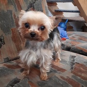 Neviděli jste Jessie?