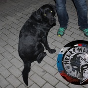 Nalezený slepecký pes rozpoutal noční pátrací akci