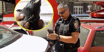 Záchrana kavky zaměstnala i hasiče