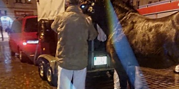 Na náměstí Republiky se splašil kůň a zranil kočího