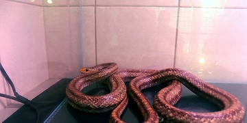 Odchyt hada, bitka na Americké i rozbité okno