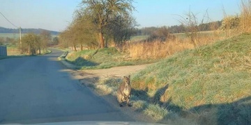 Po Tymákově hopkal klokan