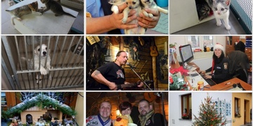 Vánoce, vyhozené živé dárky a útulek