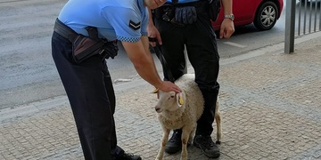 Po Klatovské třídě běhala vyděšená ovečka