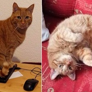 Hledá se Garfield