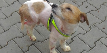 Týraný Artuš - vyjádření Lékařské fakulty v Plzni i rodiny Martina Š.