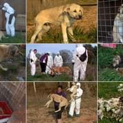 Horor: Mrtví psi, živí posetí ranami i hromada hnijících ovcí
