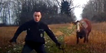 Býk napadl a zranil muže + starší video napadení policistů krávou