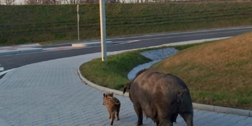 Prasátková "mamča" vyrazila do města na výlet i s potomkem
