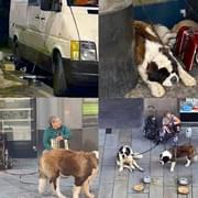 Rumunští podvodníci vydávající se za žebráky a hrubě zneužívající psy dorazili i do Plzně