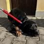 Dne 4.4.2024 byl v ulici Baarova v Plzni nalezen pes.

