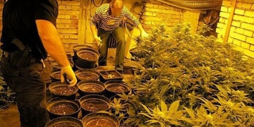 Policisté zlikvidovali další dvě profesionální pěstírny s produkcí za více než 3 miliony