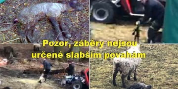 Zvěrstva na pastvině údajné "biofarmy"