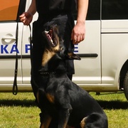 Řidič ujel od nehody a dopadl ho psovod městské policie