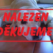Pomozte najít psího dědečka Baka - NALEZEN!