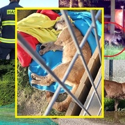 Uprchlá americká puma byla právě odchycena