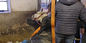 Hasiči zasahují u koně, který se nedokáže postavit