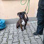 Dne 11.10.2026 nalezena fena v ul. Gerská v Plzni.