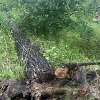 Vzrostlý strom padl na stan, ve kterém se nacházel muž