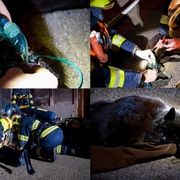 Uhasili oheň, zachránili králíka a resuscitovali kočku