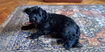 Pomozte prosím najít Armina