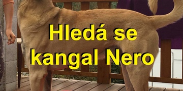 Pátrání skončilo, kangal NERO je bohužel mrtvý