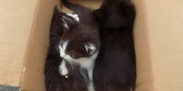 Vyhozená koťata v krabici i fyzické napadení 