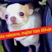 Betynce při venčení ukradli tašku