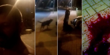Celé video střelby na psa - Pozor, není určeno pro slabé povahy!