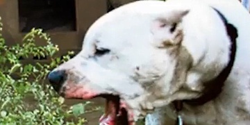 Při útoku Argentinské dogy druhý pes zemřel a do nemocnice bylo transportováno miminko