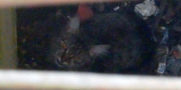 Zoufalé mňoukání z šachty