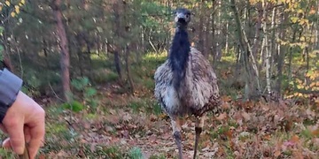 Houbaři narazili v lese na pštrosa