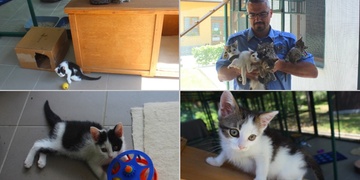 Plzeňský útulek se plní kočkami a koťaty