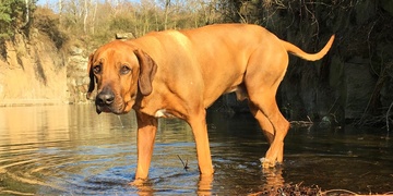 Falko je nalezen, šťastný majitel Vám děkuje