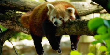 Panda jménem „Nepál“ je nalezena živá a zdravá