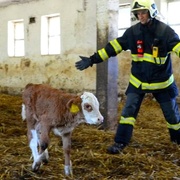 Požár kravína v Bukovci