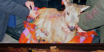 Omezení ohňostrojů? Zeptali jsme se odborníků i politiků