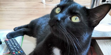 Neviděli jste Ráchel?