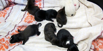 V Útulku pro zvířata v nouzi přibylo osm novorozených štěňat