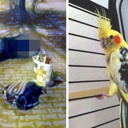 V útulku skončila nalezená korela i pes zraněného muže