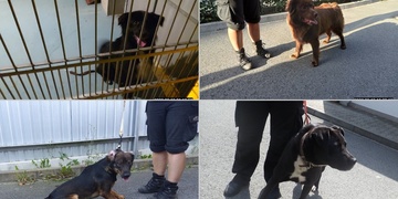 V útulku od večera přibyli hned čtyři psi