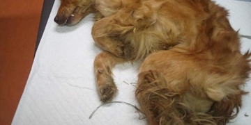 Další případ týrání psa, majitelé ho nechali tři dny mrznout u rybníka