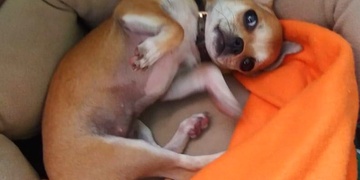 Malinkatá Matylda se ztratila v Doudlevcích